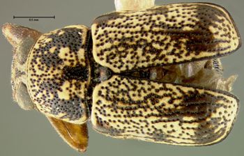 Media type: image;   Entomology 24987 Aspect: habitus dorsal view